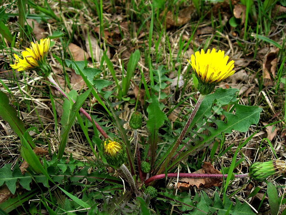 Taraxacum hondoense