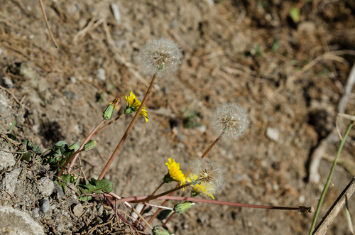 Taraxacum hybernum — photo