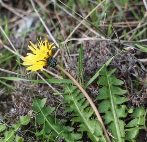Taraxacum hybernum — photo
