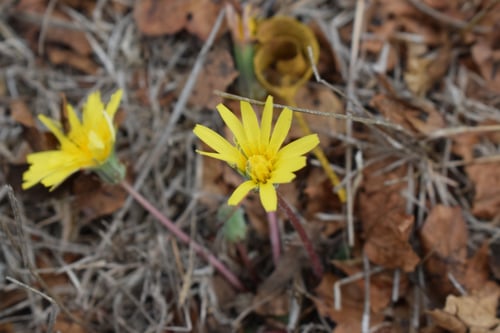 Taraxacum hybernum