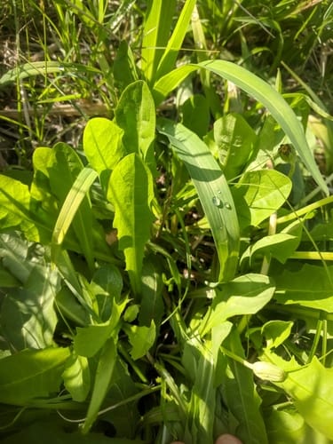 Taraxacum japonicum (Kansai-Tanpopo) — photo