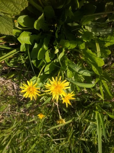 Taraxacum japonicum (Kansai-Tanpopo) — photo
