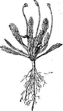 Taraxacum kok-saghyz (Rubber dandelion) — photo