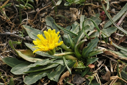Taraxacum kok-saghyz
