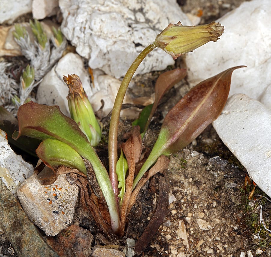 Taraxacum lacerum — photo