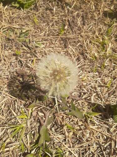 Taraxacum magellanicum (Tohetaka) — photo
