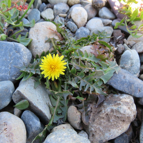 Taraxacum magellanicum (Tohetaka) — photo