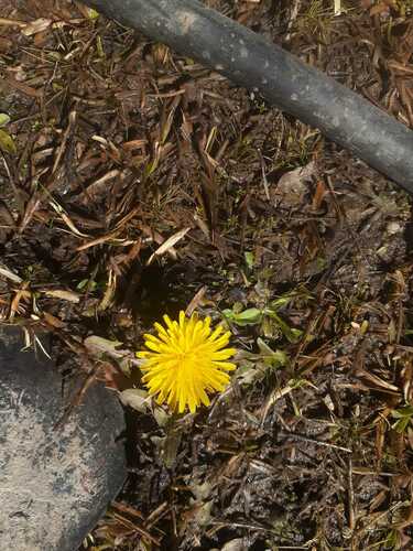 Taraxacum magellanicum