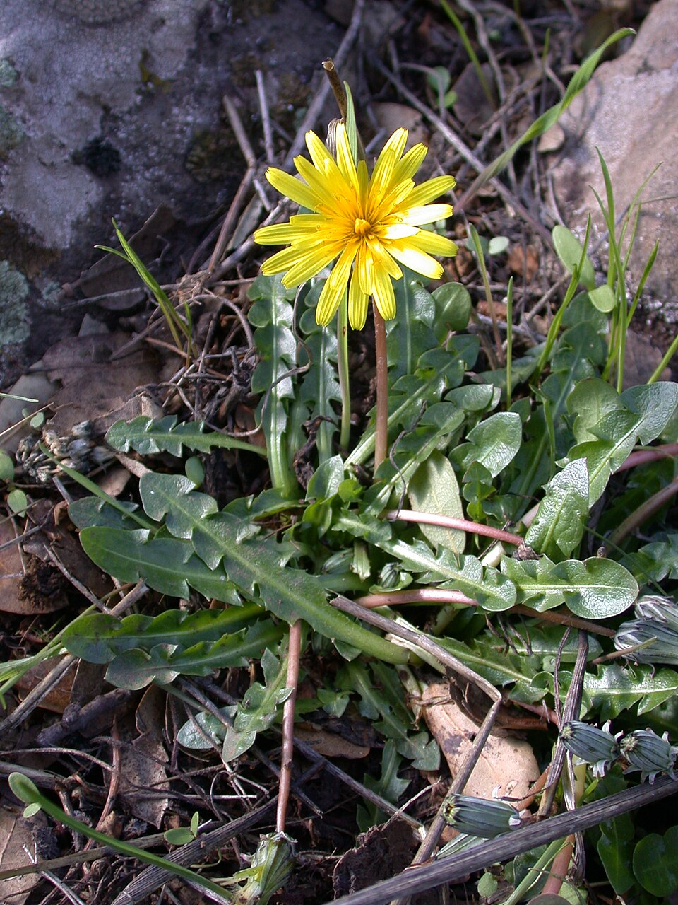 Taraxacum megalorhizon (Dandelion) — photo