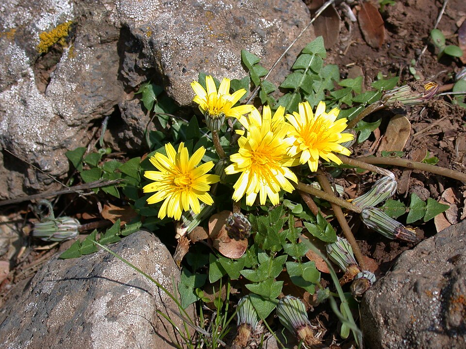 Taraxacum megalorhizon