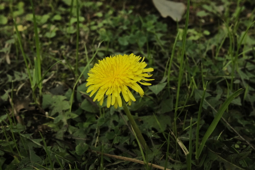 Taraxacum mongolicum (Pu Gong Ying) — photo