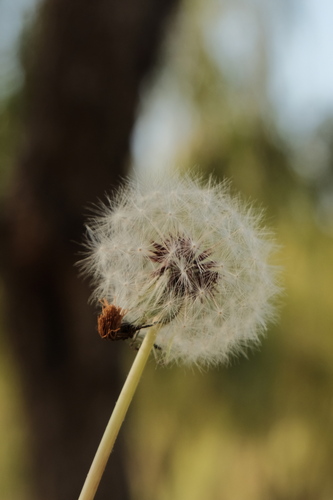 Taraxacum mongolicum (Pu Gong Ying) — photo