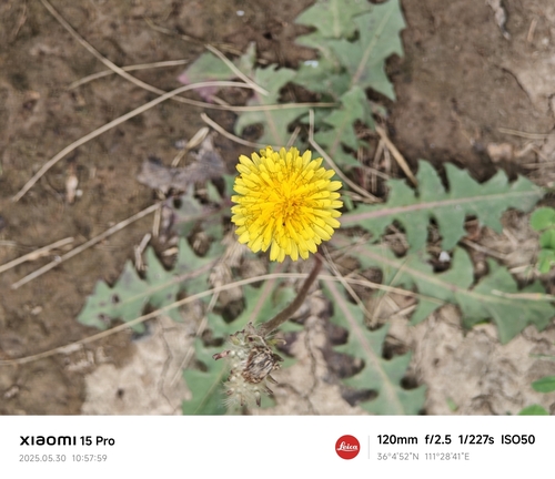 Taraxacum mongolicum