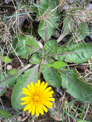Taraxacum obovatum (Dandelion) — photo