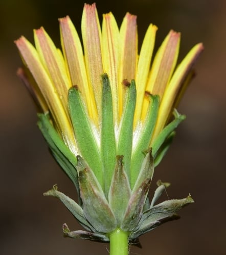 Taraxacum obovatum