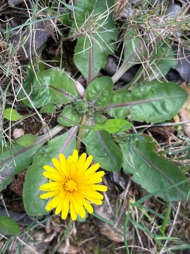 Taraxacum obovatum (Dandelion) — photo