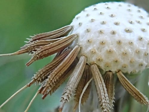 Taraxacum officinale (Dandelion) — photo