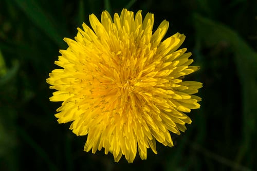 Dandelion