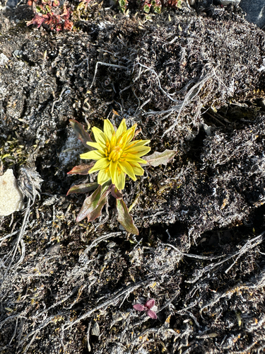 Taraxacum phymatocarpum — photo