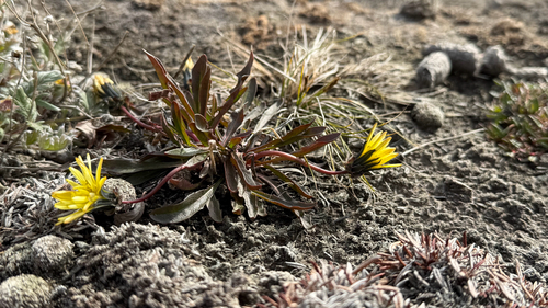 Taraxacum phymatocarpum — photo