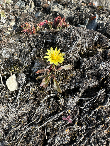 Taraxacum phymatocarpum