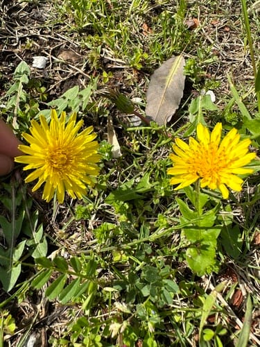 Taraxacum platycarpum — photo