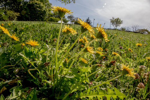 Taraxacum platycarpum