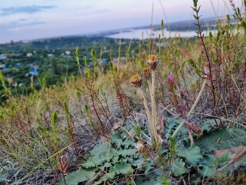 Taraxacum serotinum (Cukur citligi) — photo