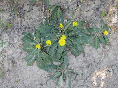 Taraxacum serotinum