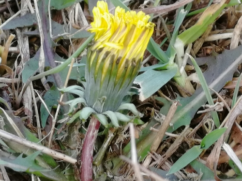 Taraxacum sinicum