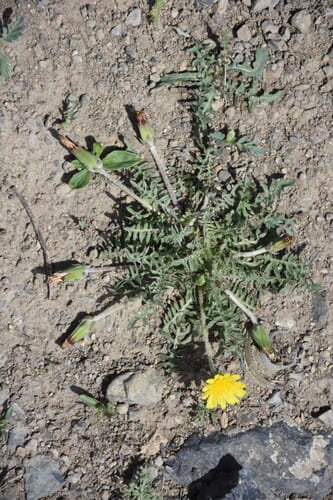 Taraxacum sinicum — photo