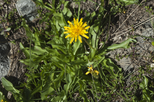 Taraxacum stevenii — photo