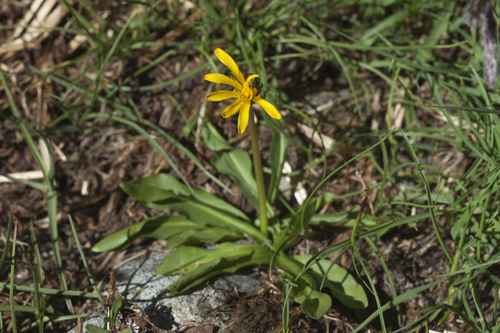 Taraxacum stevenii — photo