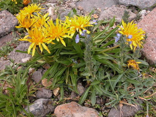 Taraxacum stevenii