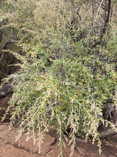Tarchonanthus camphoratus (Camphor bush) — photo