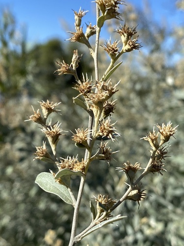 Tarchonanthus camphoratus