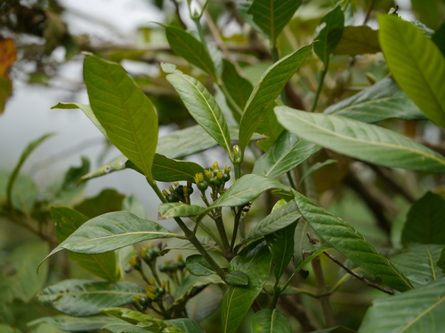 Tarenna asiatica (Asiatic tarenna) — photo