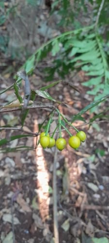 Tarenna grevei — photo