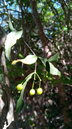 Tarenna grevei