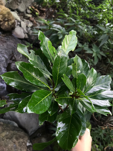 Tarennoidea wallichii — photo