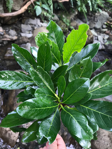 Tarennoidea wallichii — photo