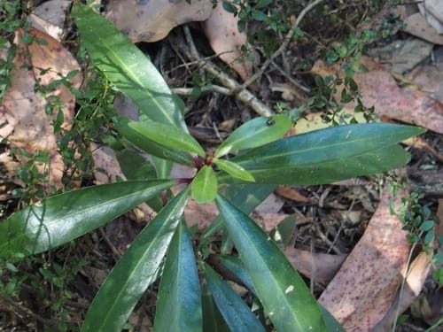 Tasmannia lanceolata (Mountain pepper) — photo