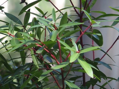 Tasmannia lanceolata (Mountain pepper) — photo