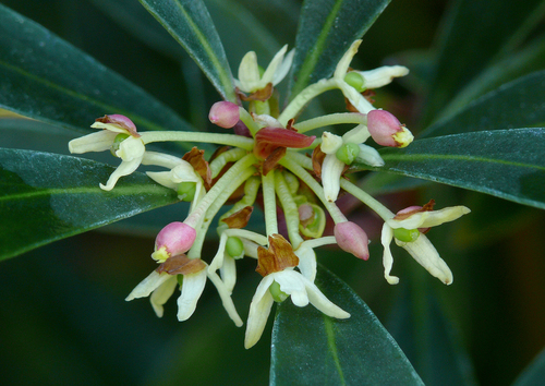 Winteraceae