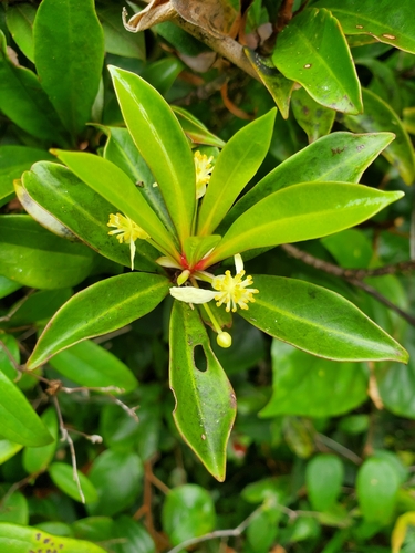 Tasmannia membranea