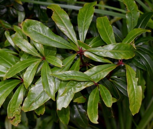 Tasmannia membranea (Pepper tree) — photo