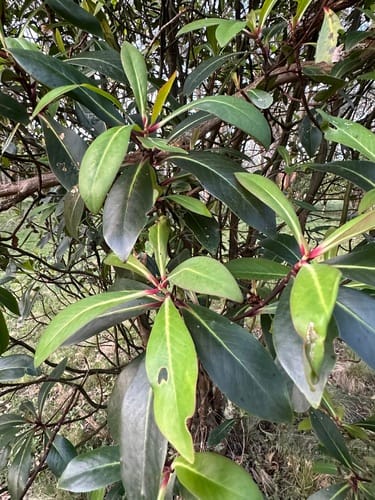 Tasmannia purpurascens (Broad leafed pepperbush) — photo