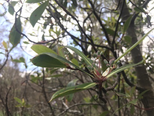 Tasmannia purpurascens