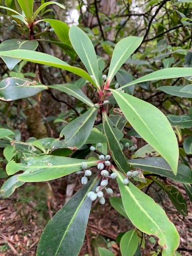 Tasmannia purpurascens (Broad leafed pepperbush) — photo