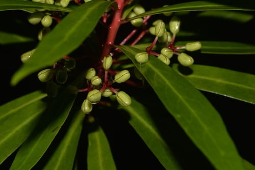 Tasmannia stipitata (Northern pepperbush) — photo